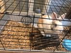 Dwergkonijntje ram 7 maanden oud en gevaccineerd met boekje, Mannelijk, 0 tot 2 jaar