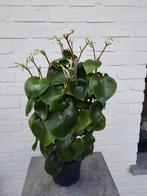 Bloeiende pannenkoekenplant, Ophalen, Zomer