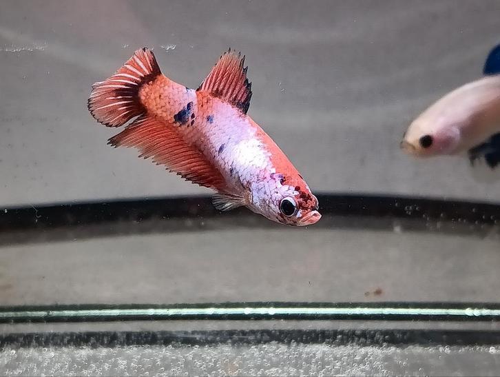 Uniek betta vrouwtje, Animaux & Accessoires, Poissons | Poissons d'aquarium