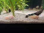 Corydoras albino, Dieren en Toebehoren