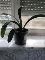 clivia, Ophalen