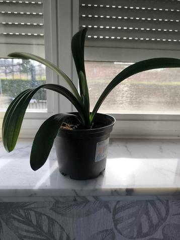 clivia beschikbaar voor biedingen