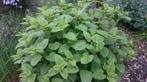 Citroenmelisse, Tuin en Terras, Planten | Tuinplanten, Ophalen