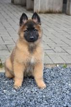 Prachtige Tervurense Herder pups, CDV (hondenziekte), Meerdere, 8 tot 15 weken, Meerdere dieren