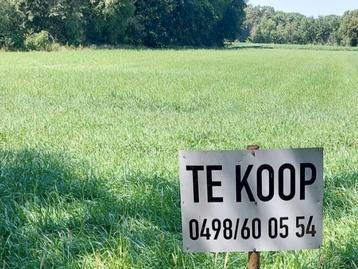 Weiland te koop in Geel