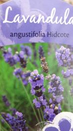 Lavendel Hitcote 60 planten voor 30 €, Ophalen, Bodembedekkers, Volle zon, Vaste plant