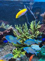 Volledig zeeaquarium te koop, Overige typen, Zoutwatervis, Schoolvis