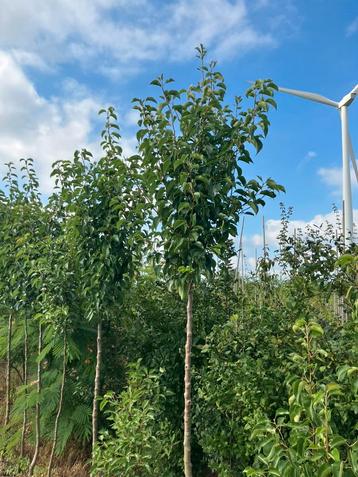 Pyrus calleryana 'Chanticleer’ sierpeer bomen beschikbaar voor biedingen