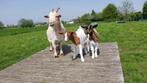 Dwerggeit met lammetjes, Animaux & Accessoires, Moutons, Chèvres & Cochons, Femelle, Chèvre, 0 à 2 ans