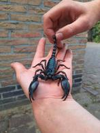 Koppel Vietnamese bosschorpioenen, Dieren en Toebehoren