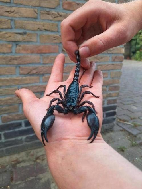 Koppel Vietnamese bosschorpioenen, Dieren en Toebehoren, Reptielen en Amfibieën