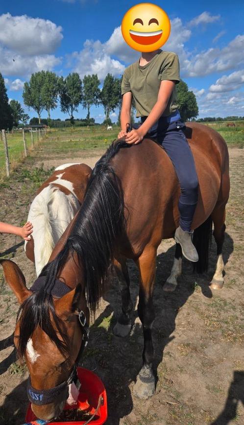 Merrie 6jaar, Dieren en Toebehoren, Paarden, Merrie, Zadelmak, 165 tot 170 cm, 3 tot 6 jaar, Recreatiepaard, Gechipt, Ontwormd