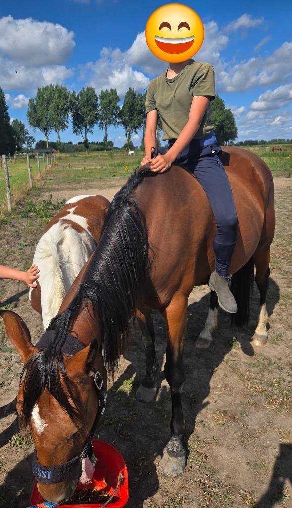 Merrie 6jaar, Dieren en Toebehoren, Paarden, Merrie, Zadelmak, 165 tot 170 cm, 3 tot 6 jaar, Recreatiepaard, Gechipt, Ontwormd