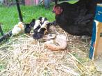 Kuikentjes puur natuur met kipgarantie, Dieren en Toebehoren, Pluimvee, Kip