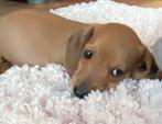 teckel pups,dwerg,reutje,TIELT-WINGE, Dieren en Toebehoren, België, Reu, 8 tot 15 weken, Korthaar