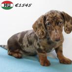 Korthaar Teckel pups te koop, Dieren en Toebehoren, Honden | Teckels en Dashonden, 15 weken tot 1 jaar, Handelaar, CDV (hondenziekte)