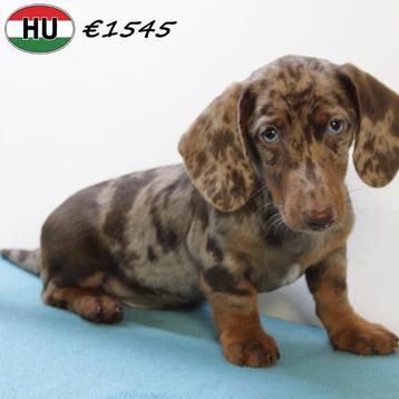 Korthaar Teckel pups te koop  beschikbaar voor biedingen