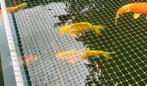 Verschillende gouden koi te koop (30 tot 40cm), Dieren en Toebehoren, Vissen | Vijvervissen, Karper of Koi