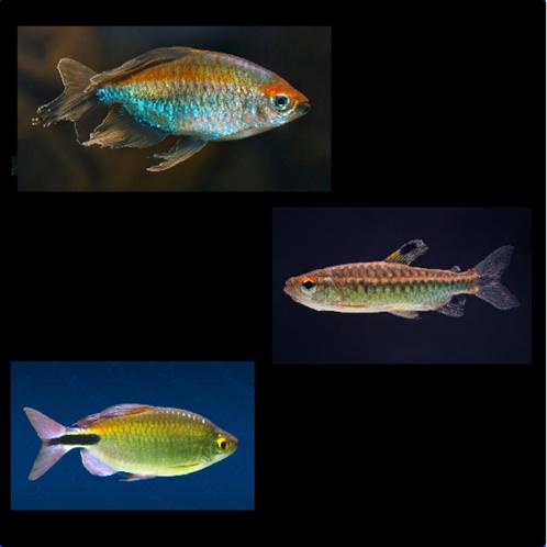 Diverse soorten Congozalmen op voorraad!!!, Dieren en Toebehoren, Vissen | Aquariumvissen, Zoetwatervis, Vis