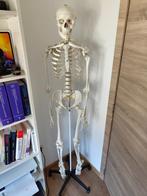 Tectake anatomie skelet 181cm met staander, Comme neuf, Enlèvement
