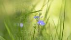 Lensbaby 56mm f1.8 voor Nikon, Ophalen of Verzenden, Zo goed als nieuw, Macrolens