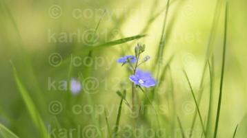 Lensbaby 56mm f1.8 voor Nikon  beschikbaar voor biedingen