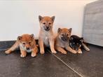 Shiba inu pups te koop, CDV (hondenziekte), België, Particulier, Overige rassen