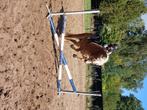 Haflinger / haflinger veulen, Dieren en Toebehoren, Merrie, Minder dan 160 cm, B, Gechipt