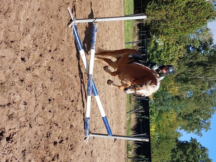 Haflinger / haflinger veulen, Dieren en Toebehoren, Paarden, Merrie, B, Minder dan 160 cm, 3 tot 6 jaar, Recreatiepaard, Met stamboom
