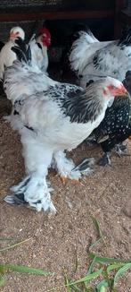 2025 Brahma-hanen., Dieren en Toebehoren, Pluimvee