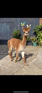 Alpaca hengst met stamboom, Dieren en Toebehoren, Hengst