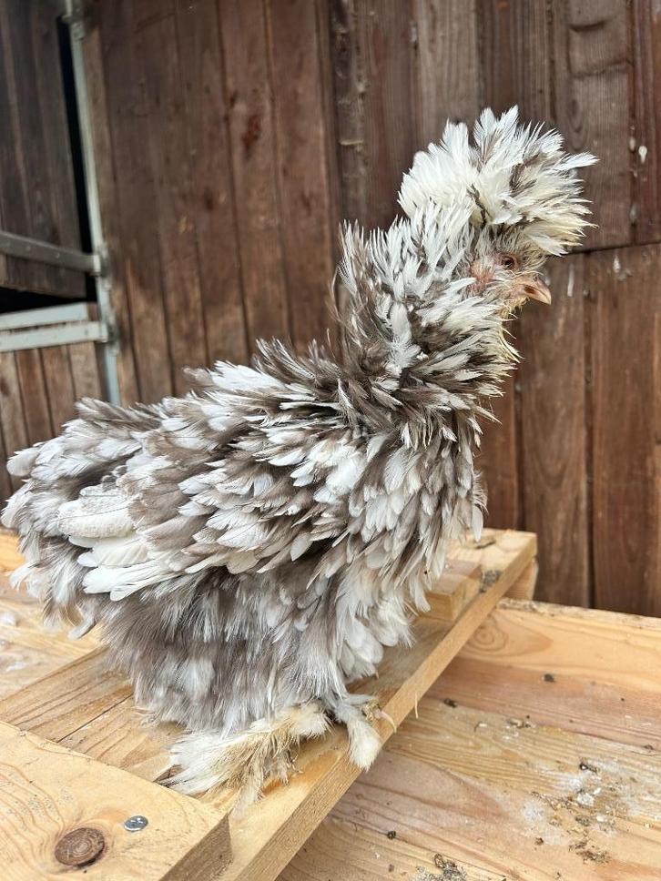 Zijdehoen usa, Dieren en Toebehoren, Pluimvee