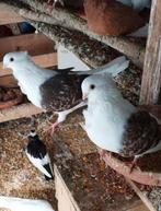 vlaanderse smierel, Dieren en Toebehoren, Vogels | Duiven