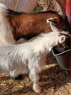 Geitenlammetjes gereserveerd!