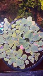 Watersla, Ophalen, Zo goed als nieuw