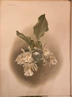 Originele Reichenbachia prent, Ophalen of Verzenden