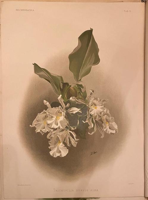 Originele Reichenbachia prent, Antiek en Kunst, Kunst | Litho's en Zeefdrukken, Ophalen of Verzenden