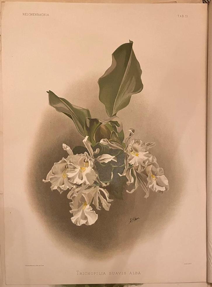Originele Reichenbachia prent, Antiek en Kunst, Kunst | Litho's en Zeefdrukken, Ophalen of Verzenden