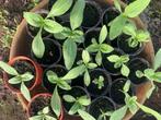 Plantjes van zonnebloemen verschillende kleuren, Tuin en Terras, Ophalen