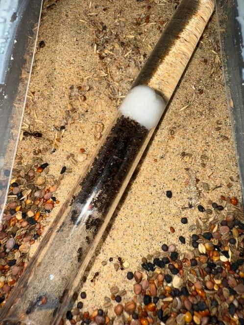 Messor ibericus mieren kolonie, Dieren en Toebehoren, Insecten en Spinnen, Mieren