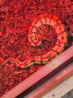 Ball pythons, Dieren en Toebehoren, Slang, Met terrarium, 0 tot 2 jaar