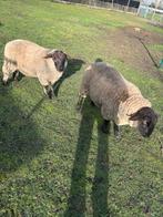 2 schapeboken te koop, Dieren en Toebehoren, Mannelijk, Schaap, 0 tot 2 jaar