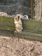 Prachtig dwergkonijntje, Dieren en Toebehoren, Pluimvee