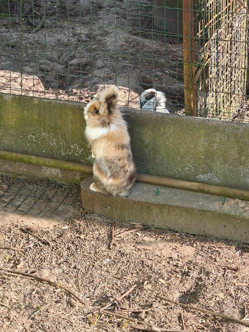 Prachtig dwergkonijntje, Dieren en Toebehoren, Pluimvee