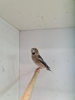 1-1 appelvink ( in nl ), Dieren en Toebehoren, Meerdere dieren, Wildzangvogel, Geringd