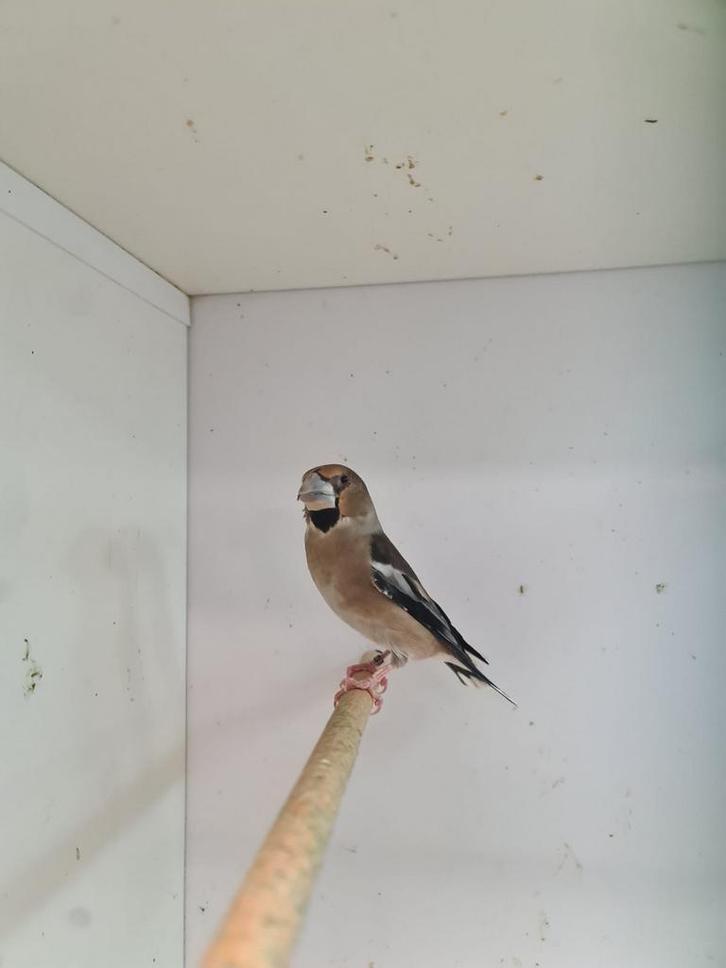 1-1 appelvink ( in nl ), Dieren en Toebehoren, Vogels | Overige Vogels, Wildzangvogel, Meerdere dieren, Geringd