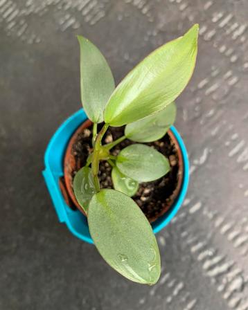 Philodendron Atabapoense 