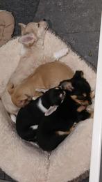 chihuahua pups, Dieren en Toebehoren, België, Fokker | Hobbymatig, 8 tot 15 weken, Meerdere