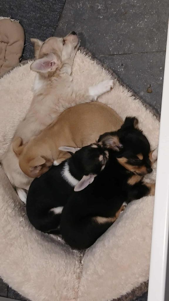 chihuahua pups, Dieren en Toebehoren, Honden | Chihuahua's en Gezelschapshonden, Meerdere dieren, Chihuahua, Fokker | Hobbymatig