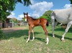 Spring veulen, Dieren en Toebehoren, Paarden, Springpaard, 0 tot 2 jaar, Hengst, Onbeleerd